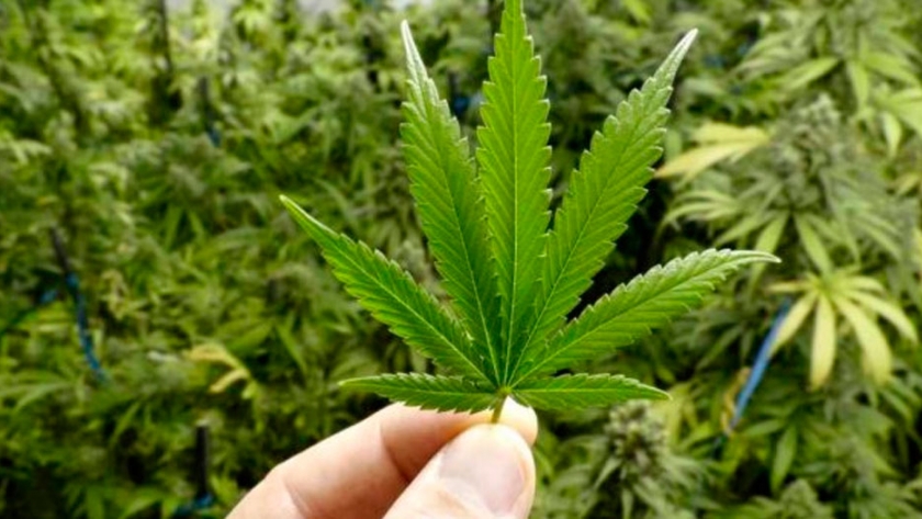 Histórica flexibilización al cannabis: Podría producirse en el país, casi sin restricciones, el aceite para uso medicinal