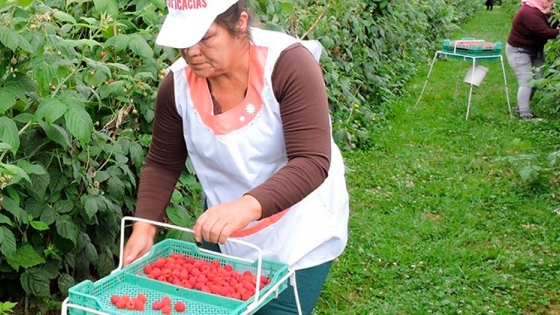 Comarca Andina: cosecheros y flete condicionan mercado para la fruta fina