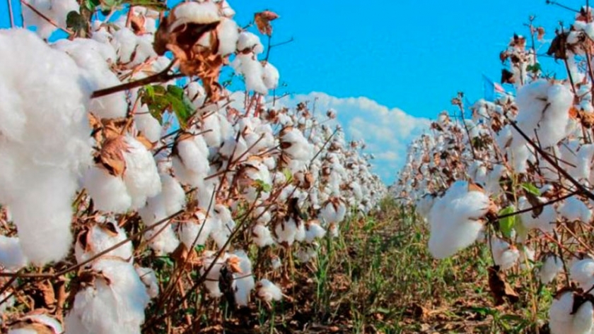 Chaco recupera liderazgo en la producción algodonera