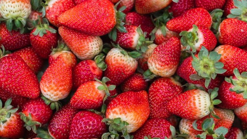 Innovador: las hojas de frutilla pueden combatir bacterias y hongos