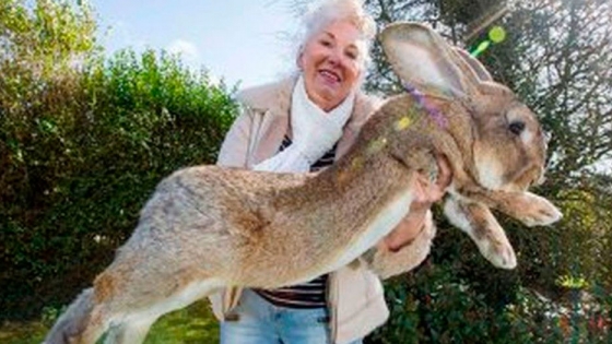Darius, el conejo más grande del mundo, pesa 22 kilos
