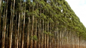 Cuáles son las expectativas para 2030 del sector forestal nacional