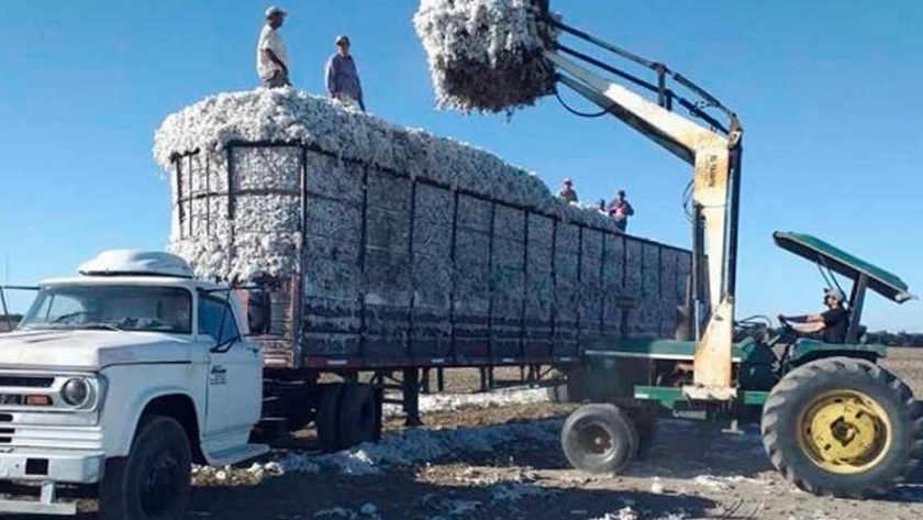 El algodón en plena cosecha: desde que sale del campo hasta ser un insumo básico para la salud
