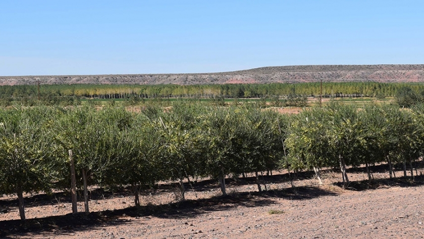 Producen hongos comestibles con residuos de la producción olivícola