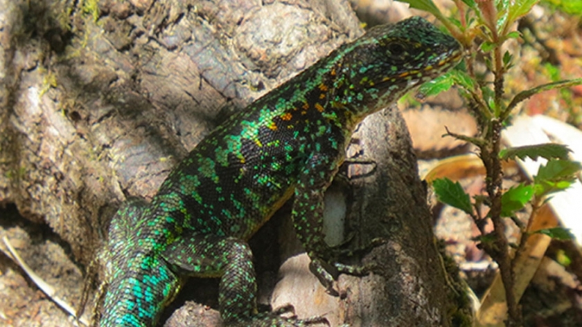 El calentamiento global podría ser letal para una especie de lagarto patagónico