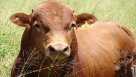 Controlar la sanidad en toros evita pérdidas de hasta un 30%