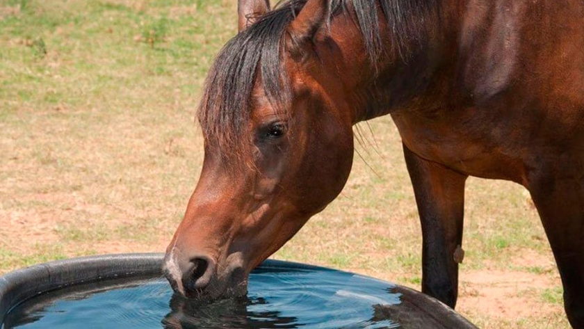Importancia del agua en la nutrición del caballo