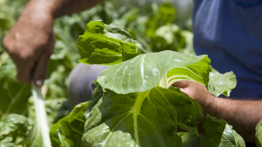 Puesta a punto de aplicación para monitorear el cumplimiento de las BPA Frutihortícolas Obligatorias