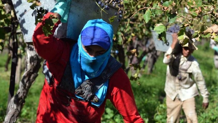 La vitivinicultura es el complejo exportador que más empleo genera