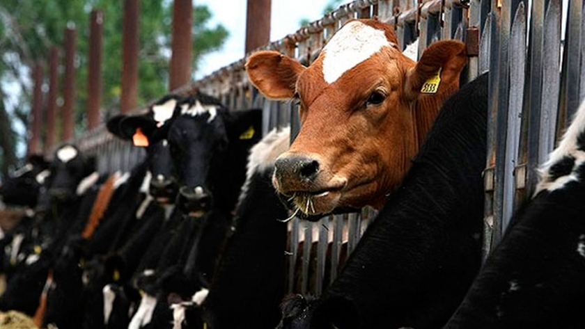 Detectan un caso de vaca loca en un bovino de Suiza 