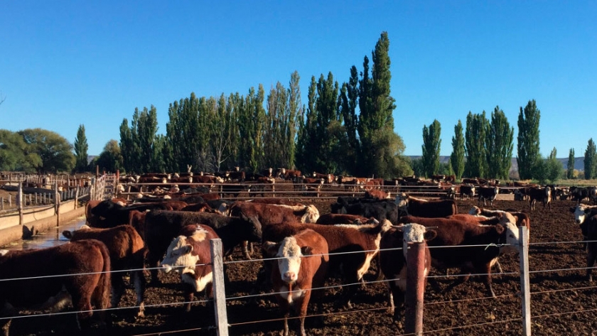 La Unión Europea reconoce a la Patagonia Norte A como región libre de aftosa sin vacunación