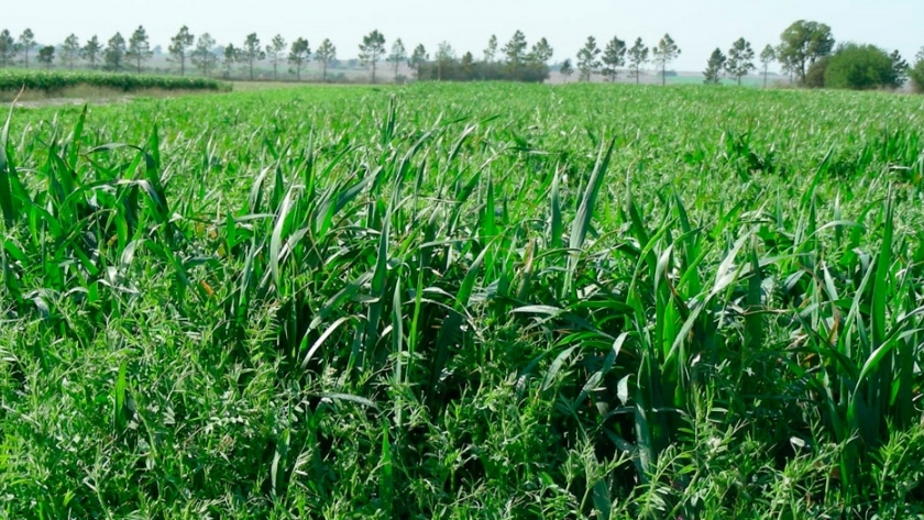 El sur de Córdoba es la zona de Argentina donde más se usan cultivos de cobertura