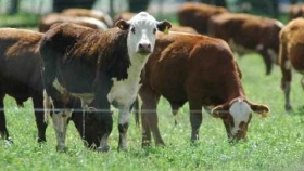 Uruguay proyecta más participación en el mercado global de la carne y pone el foco en lo ambiental