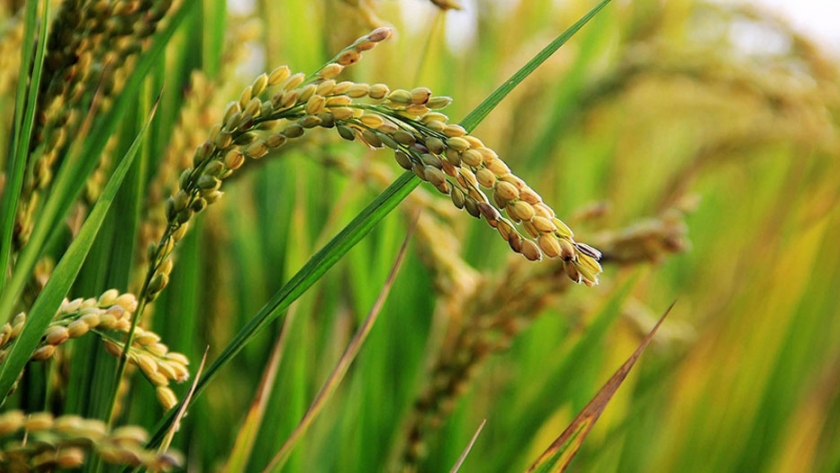 Gracias a las lluvias, aumentaría la siembra de arroz