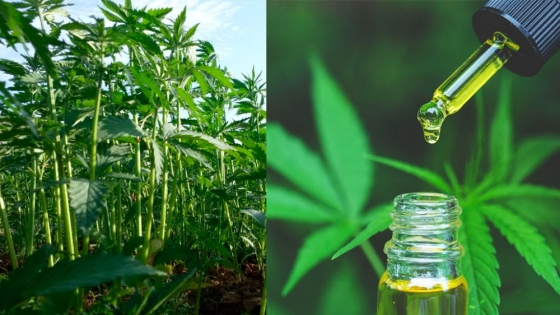 Cannabis medicinal y cáñamo industrial, los cultivos sobre los que se proyectan ingresos por U$S 550 millones anuales