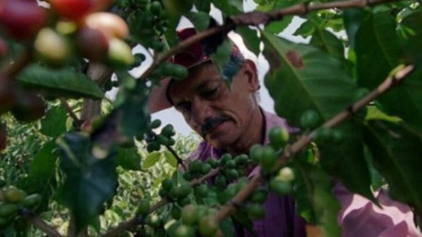El productor de café es el eslabón más afectado en la comercialización del rubro