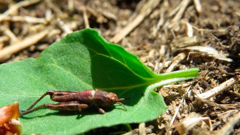 Inician plan sustentable para el control biológico de las tucuras en Olavarría y Laprida