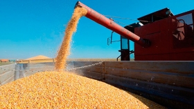 Maíz: exportaciones récord en los primeros 8 meses del año