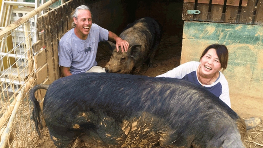 Okinawa planea mejorar su población de cerdos de raza Agu