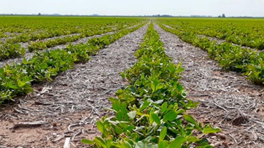 UPL presentó Rancona Trío, la nueva solución para el cultivo de maní