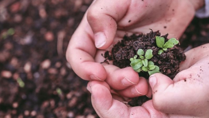 Eco Canje: invitan a cambiar materiales reciclables por árboles