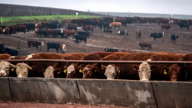 ¿Cuál es la patología tóxica más frecuente en bovinos y cómo evitarla?