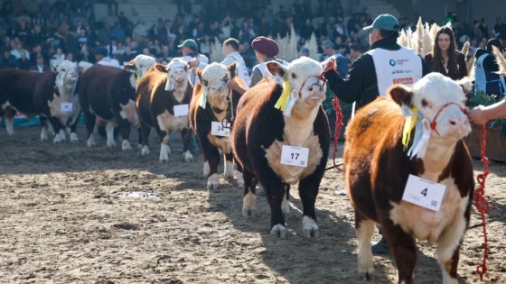 Patagonia en alerta: productores rechazan norma del Senasa que flexibiliza ingreso de animales en exposiciones ganaderas