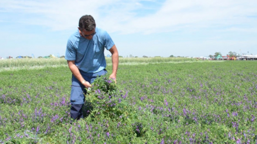Ocho empresas CREA nominadas al premio a la Excelencia Agropecuaria