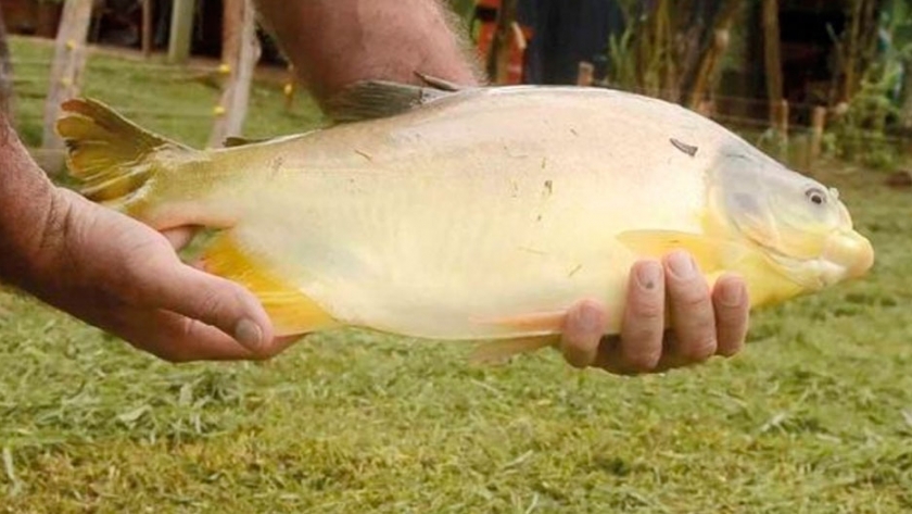 Misiones: aumenta notablemente la producción anual de pescado