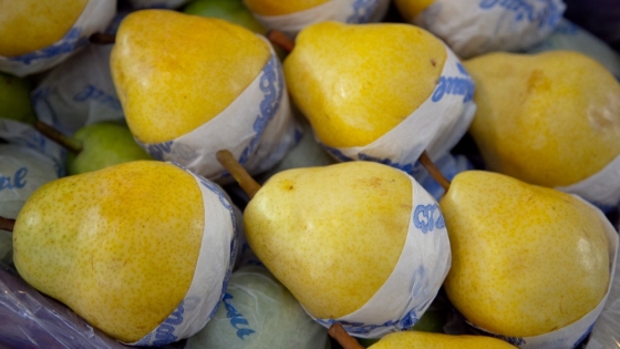 Innovación científica argentina asegura la continuidad del mercado de peras en México