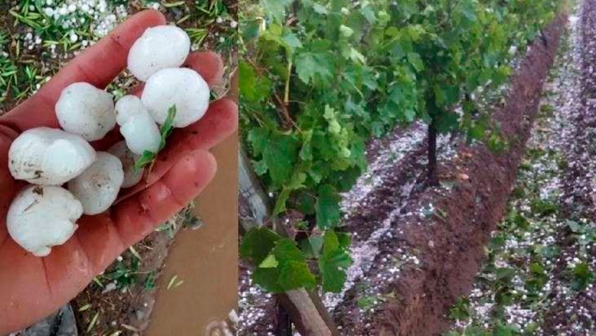 Intendente de Lavalle, en Mendoza, destina fondos de la fiesta de la Vendimia para ayudar a productores