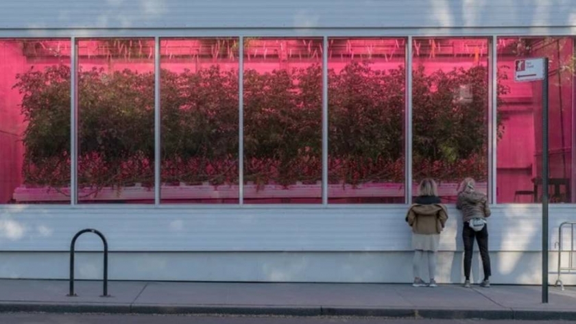 Una plantación de tomates de la Quinta Avenida proporciona alimentos a una ONG