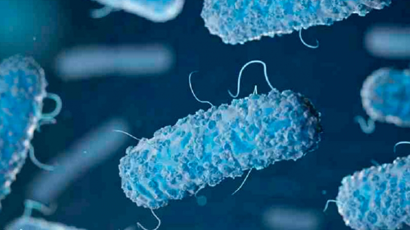 Crean placas solares a partir de bacterias vivas