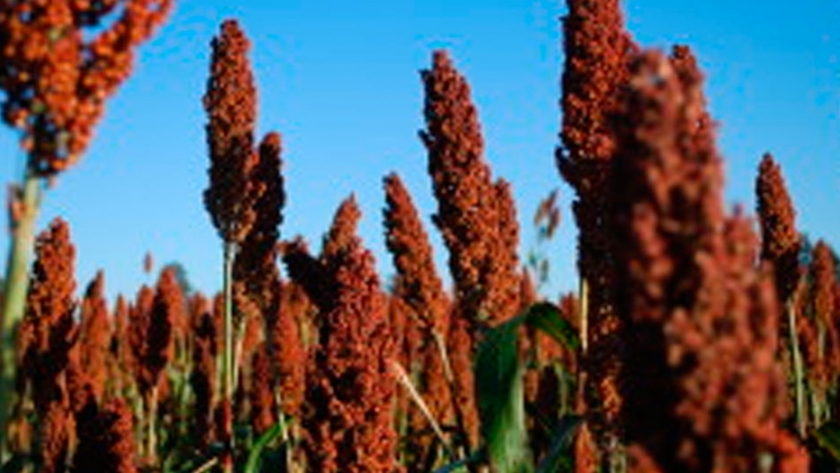 Las declaraciones de exportaciones argentinas de sorgo 2020/21 ya superaron el millón de toneladas: el 100% tienen precio hecho