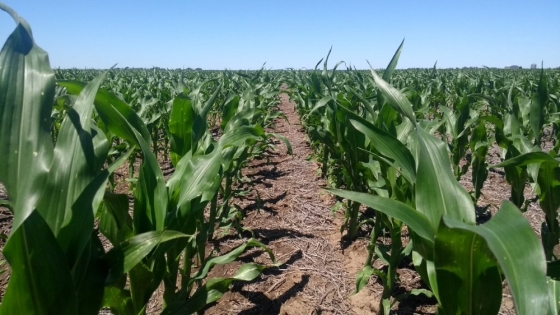 El maíz crecería un 8% en su área según las nuevas proyecciones de siembra