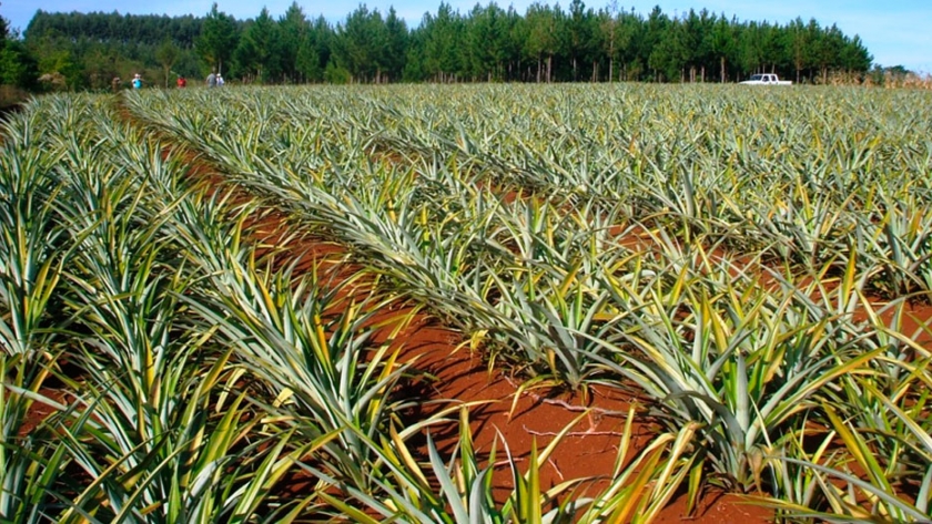 Técnicos del Agro recomiendan hacer mudas de ananá a partir de yemas o trozos de tallo