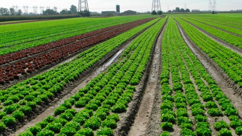 Corteva Agriscience lanza en España EXALT, una nueva materia activa para los cultivos hortícolas