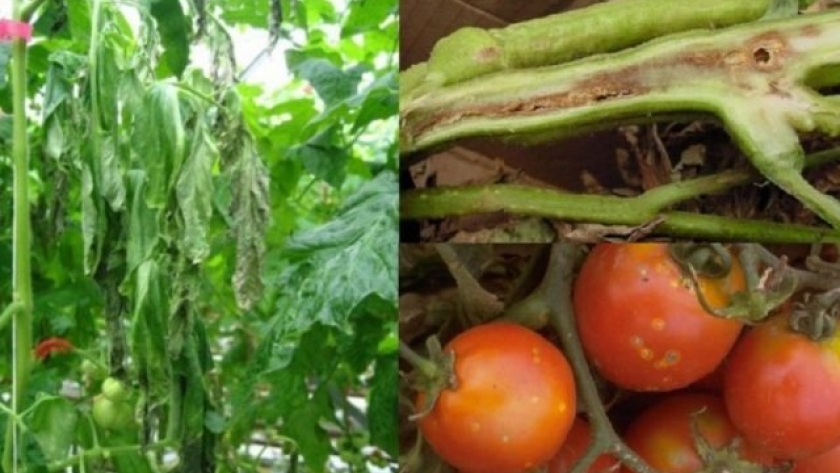Horticultura del NOA: enfrentando desafíos climáticos y sanitarios
