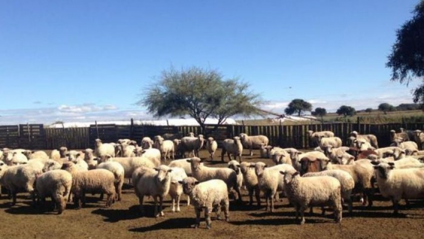 Producción ovina: Mendoza cuenta con más de 1.300 productores y 117.000 cabezas