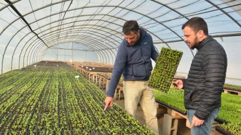 Sol Puntano aumenta su producción de plantines para abastecer explotaciones comerciales y municipios