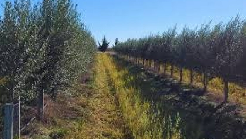 Buenos Aires se fortalece como productor de aceite de oliva de alta calidad
