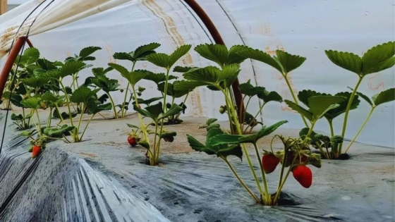 Promueven la integración de energías renovables para cultivar frutillas en microtúneles