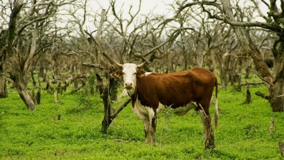 Formosa: Medidas sanitarias por un brote de rabia paresiante en Las Lomitas