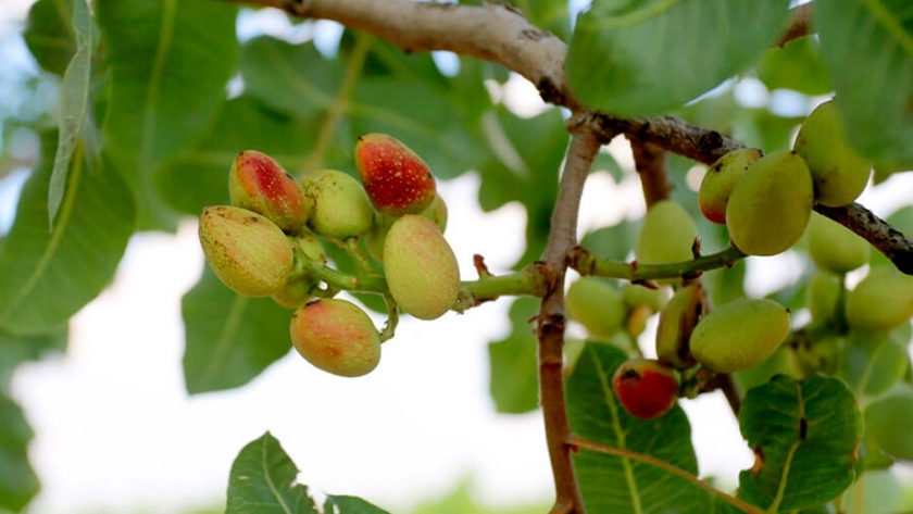 Pistacho, el INTA logró la primera polinización artificial para obtener semillas híbridas