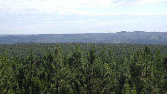 En un año incrementó cinco veces en el país el interés privado por destinar superficie forestal a proyectos de créditos de carbono