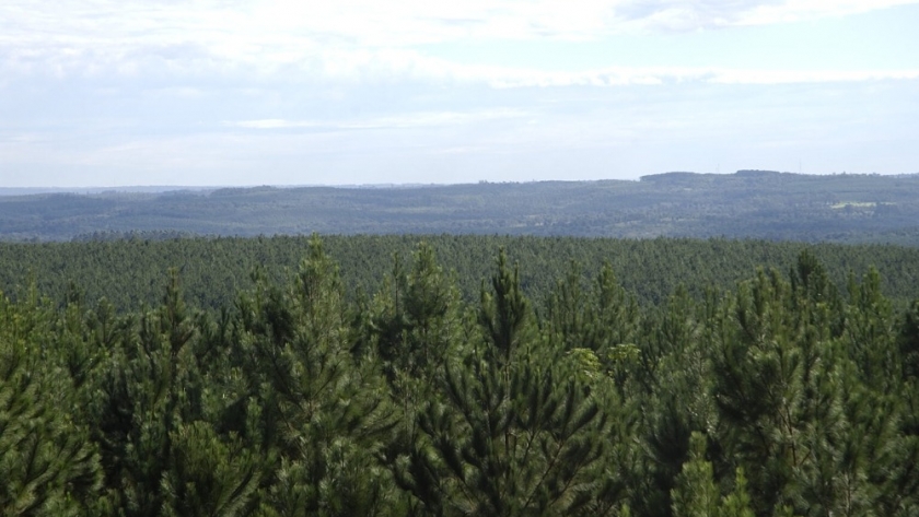 En un año incrementó cinco veces en el país el interés privado por destinar superficie forestal a proyectos de créditos de carbono