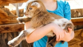 Potencial del excremento de cabra para producir bioenergías y medicamentos sostenibles