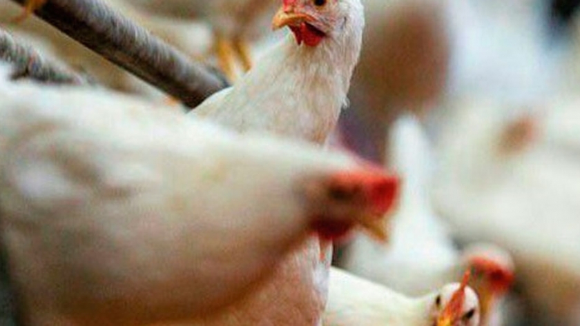 Paraguay: Exportaciones de carne de ave caen 7,43% en enero 2021