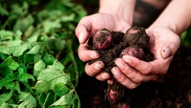 El sello de la sostenibilidad: Los beneficios de la certificación orgánica en alimentos