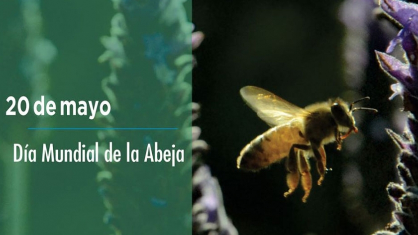 Día Mundial de las Abejas
